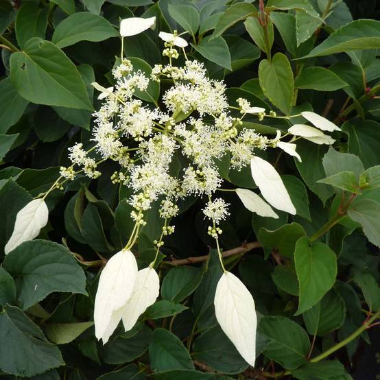 Schizophragma hydrangeoides Windmills Pot de 2L/3L
