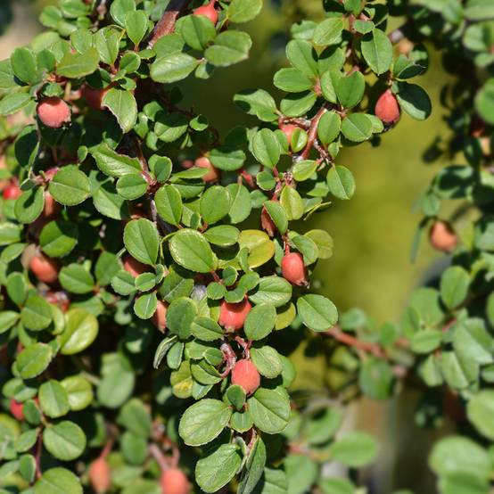 Cotoneaster procumbens Streibs Findling - Cotonéaster rampant Pot de 1,5L/2L - Image 1