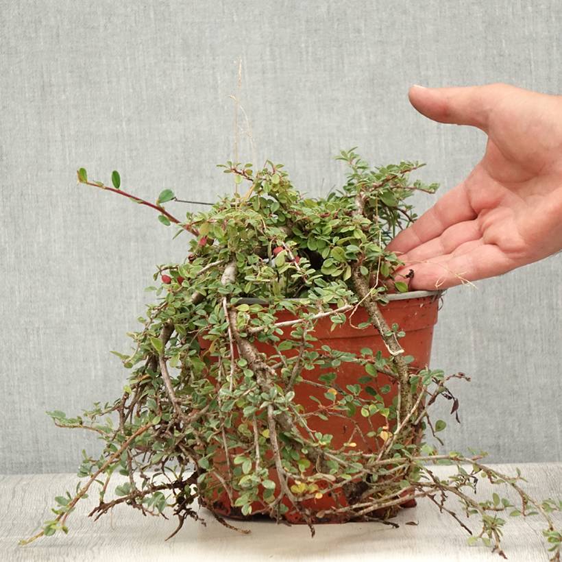 Cotoneaster procumbens Streibs Findling - Cotonéaster rampant Pot de 1,5L/2L - Image 2