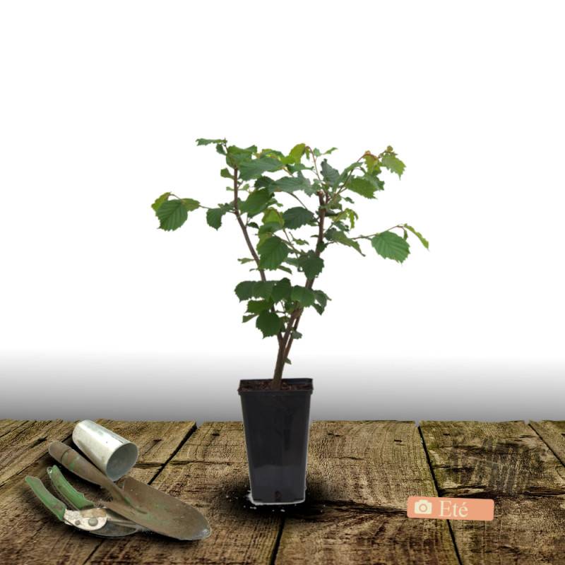 Noisetier Bergeri - Faible rendement - Pot de 10L - 60/120 cm - De 3,00 m à 5,00 m - Image 3