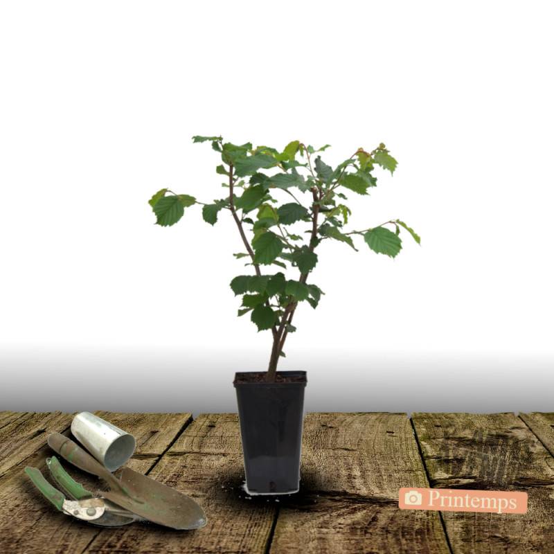 Noisetier Bergeri - Faible rendement - Pot de 10L - 60/120 cm - De 3,00 m à 5,00 m - Image 4