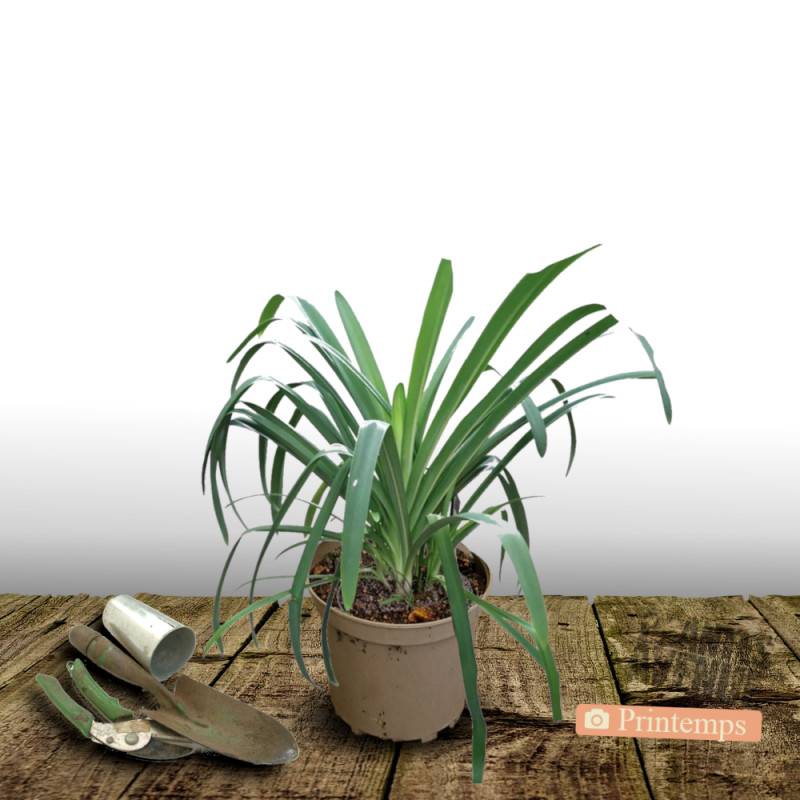 Agapanthe Pitchoune Blue® Scrarey09 à fleurs Bleue/ - feuillage Semi-Persistant - Pot de 4.5L - 30/60 cm - Image 4
