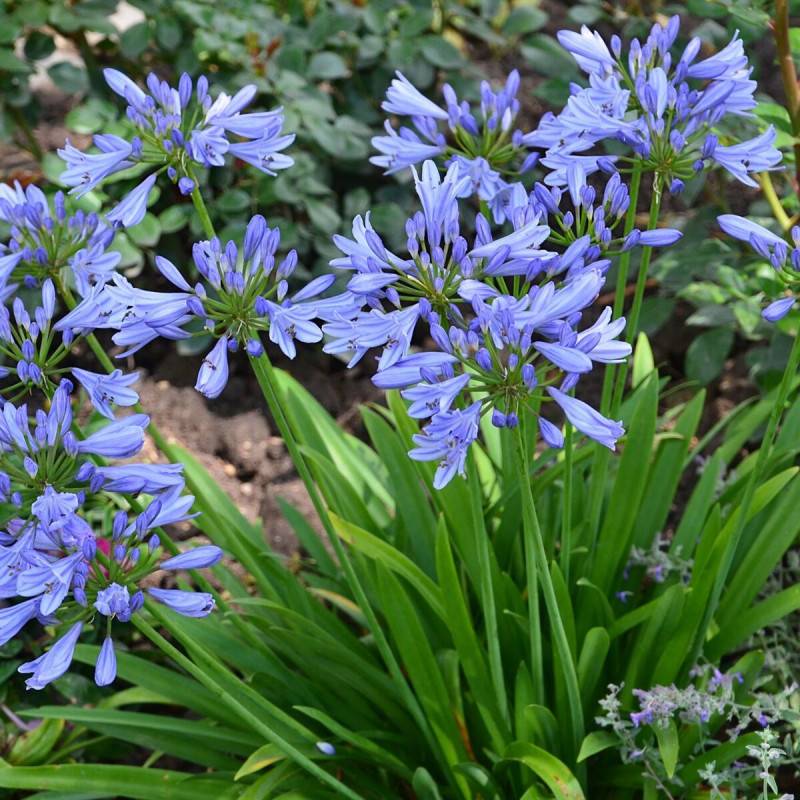 Agapanthe Pitchoune Blue® Scrarey09 à fleurs Bleue/ - feuillage Semi-Persistant - Pot de 4.5L - 30/60 cm - Image 1