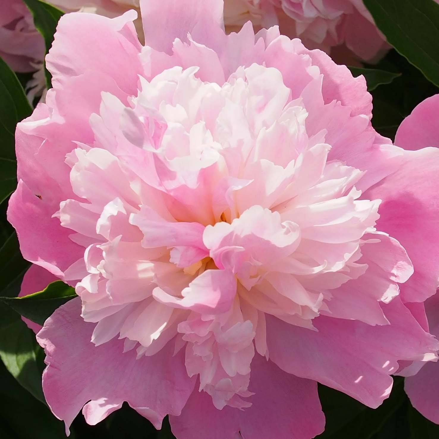 Promesse de Fleurs - Pivoine lactiflora Monsieur Jules Elie Pot de 3L/4L