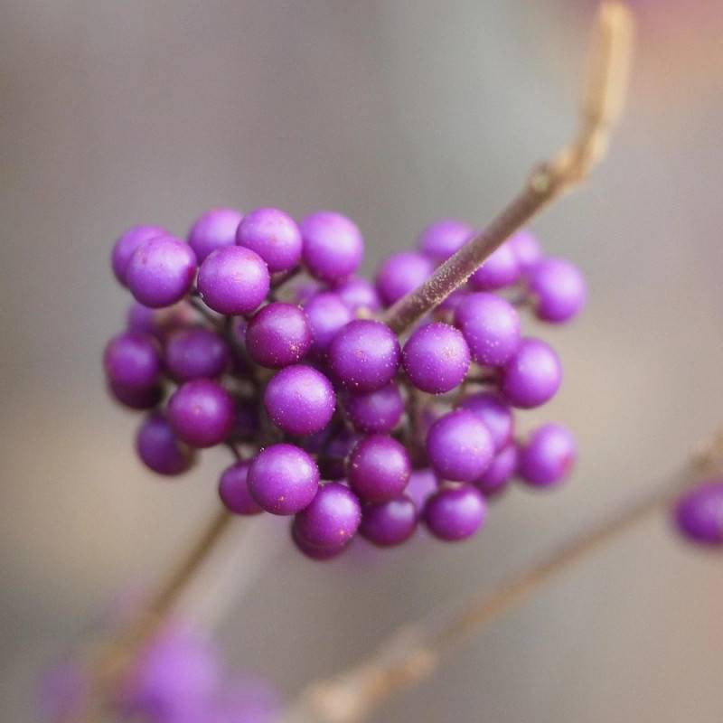 Callicarpa, Arbuste aux bonbons Profusion à fleurs Blanche - feuillage Caduc - Pot de 7,5L - 40/60 cm-  hauteur à maturité De 1,00 m à 1,50 m - Image 7