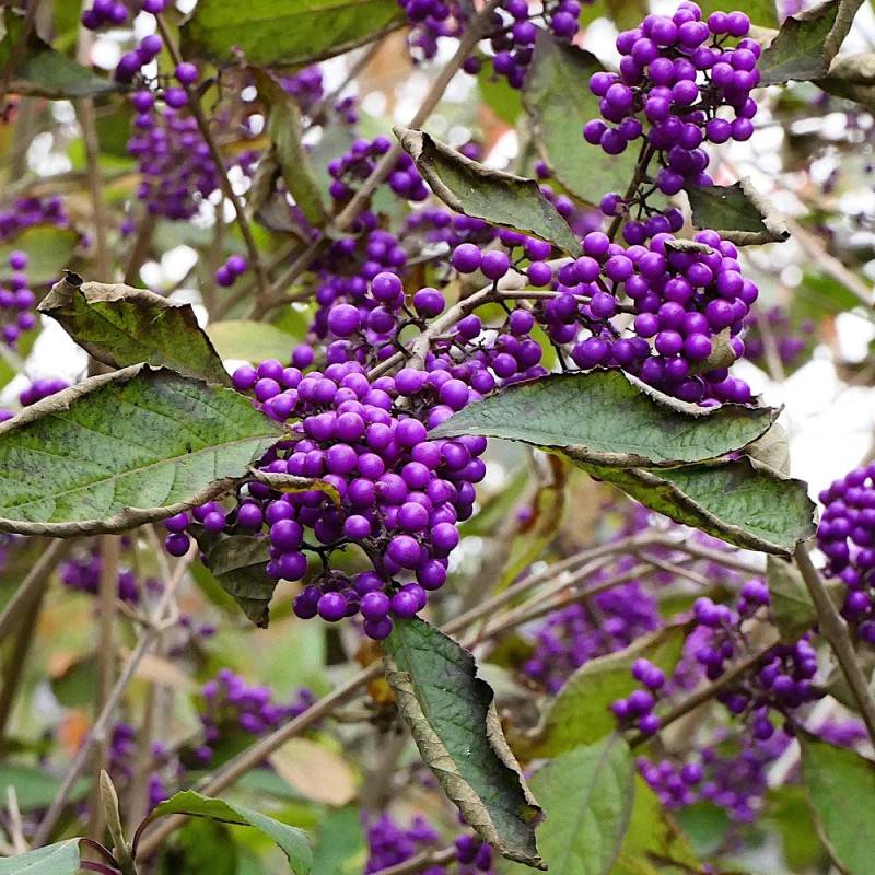 Callicarpa, Arbuste aux bonbons Profusion à fleurs Blanche - feuillage Caduc - Pot de 7,5L - 40/60 cm-  hauteur à maturité De 1,00 m à 1,50 m - Image 5