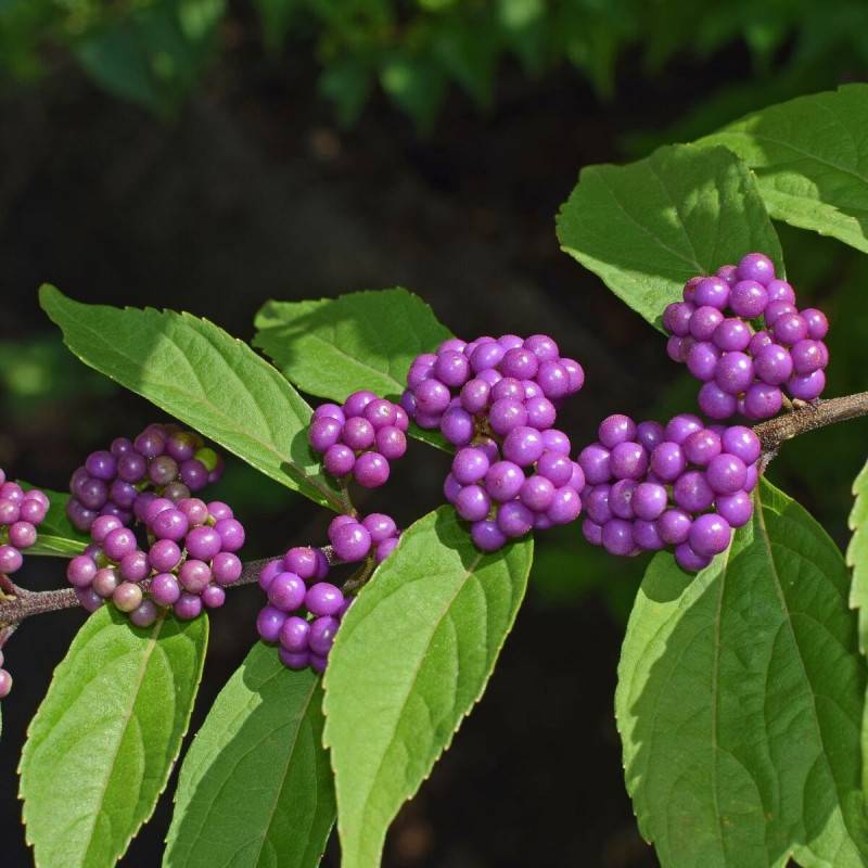 Callicarpa, Arbuste aux bonbons Profusion à fleurs Blanche - feuillage Caduc - Pot de 7,5L - 40/60 cm-  hauteur à maturité De 1,00 m à 1,50 m - Image 2