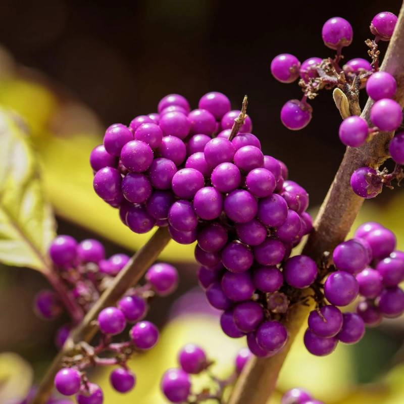 Callicarpa, Arbuste aux bonbons Profusion à fleurs Blanche - feuillage Caduc - Pot de 7,5L - 40/60 cm-  hauteur à maturité De 1,00 m à 1,50 m - Image 8