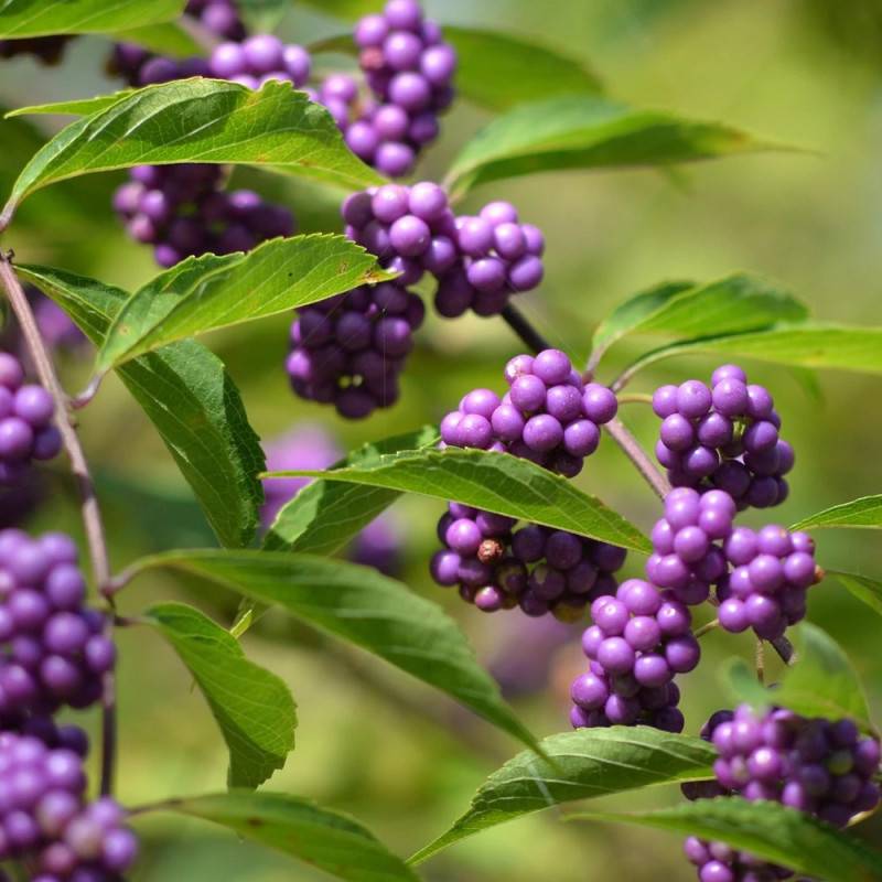 Callicarpa, Arbuste aux bonbons Profusion à fleurs Blanche - feuillage Caduc - Pot de 7,5L - 40/60 cm-  hauteur à maturité De 1,00 m à 1,50 m - Image 3