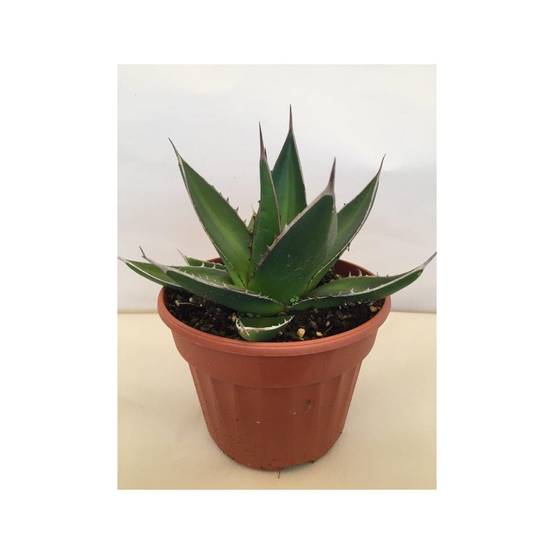 Agave titanota Pot de 12 cm / 13 cm