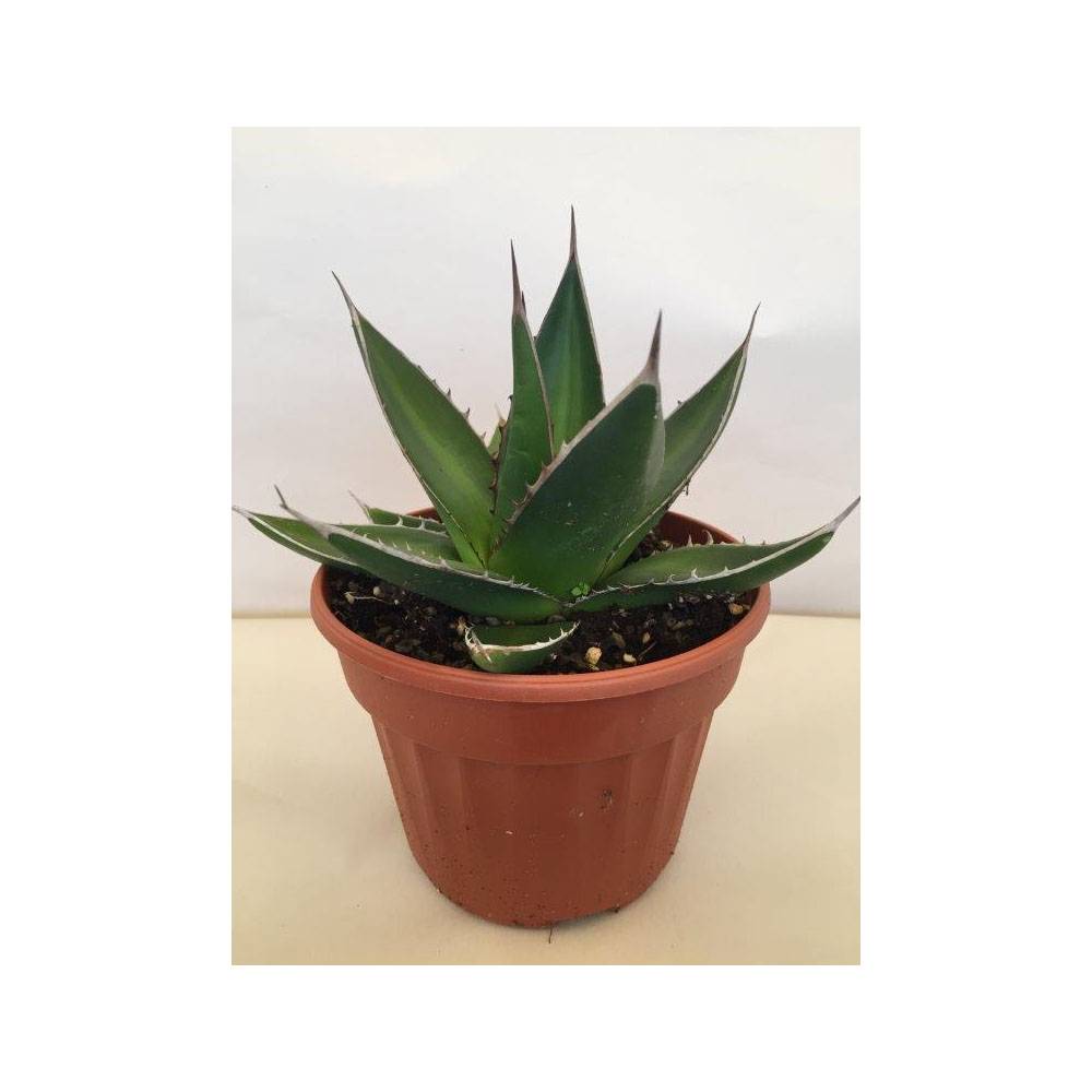Agave titanota Pot de 12 cm / 13 cm