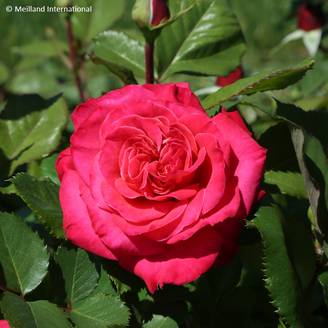 Rosier grimpant Cherry Explosion Pot de 4L/5L