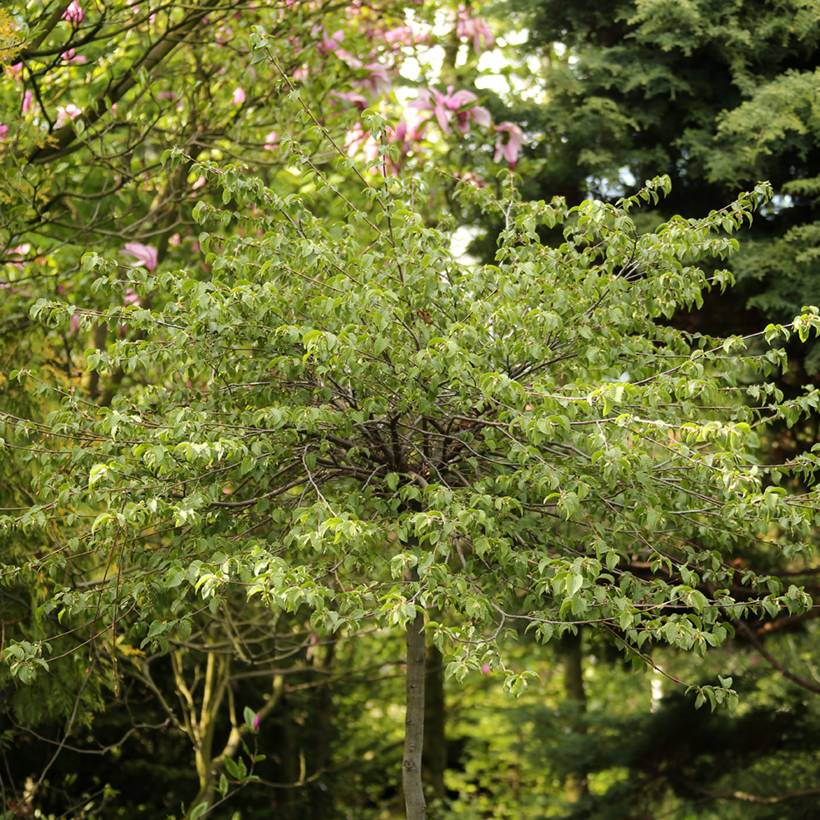 Charme houblon - Ostrya carpinifolia Marja Findling Pot de 4L/5L