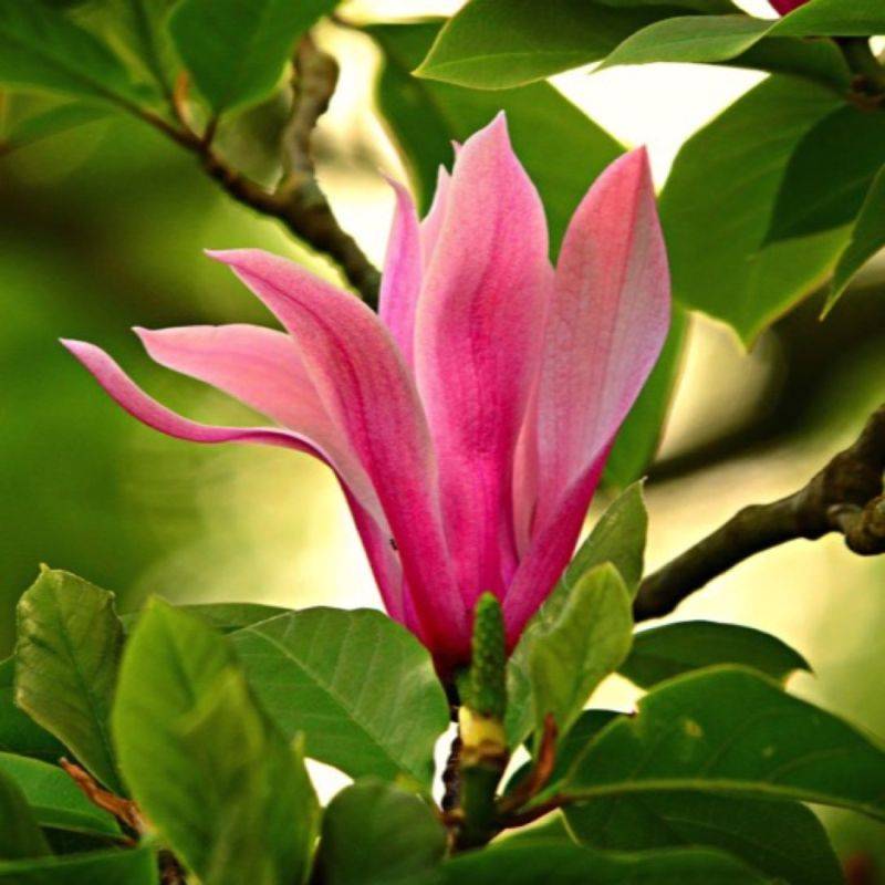 Magnolia à fleurs de lys 'Nigra' (Magnolia liliiflora 'Nigra') - Godet 9cm - Pépinières Naudet - Image 1