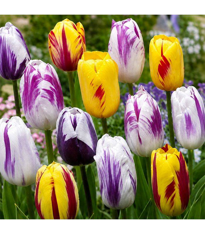 Tulipes Rembrandt Sgaravatti 20 bulbes en mélange, fleurs flammées décoratives idéales en massif et bouquet - 819513 - Image 1