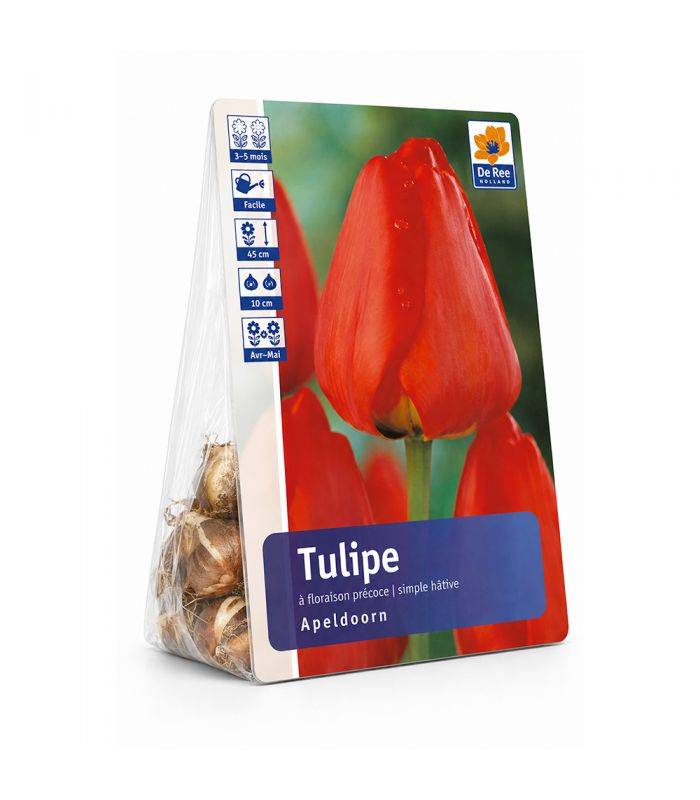 Tulipe Apeldoorn Sgaravatti 6 bulbes rouges, grande tulipe de printemps idéale en massif et fleur coupée - 617150 - Image 2