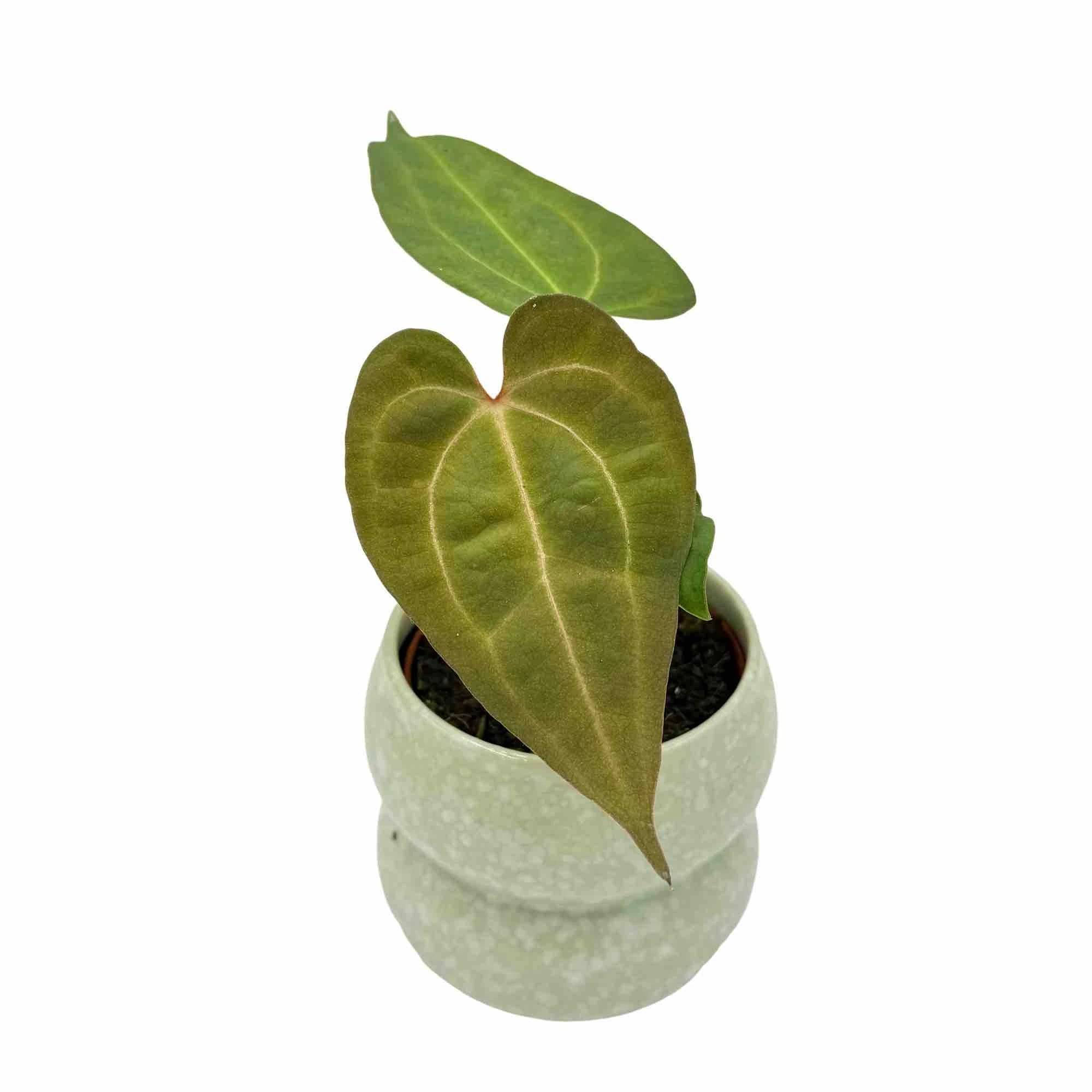 Anthurium Dark mama x Ace of spade - Pot de 9cm - Plantes d'intérieur - Image 2