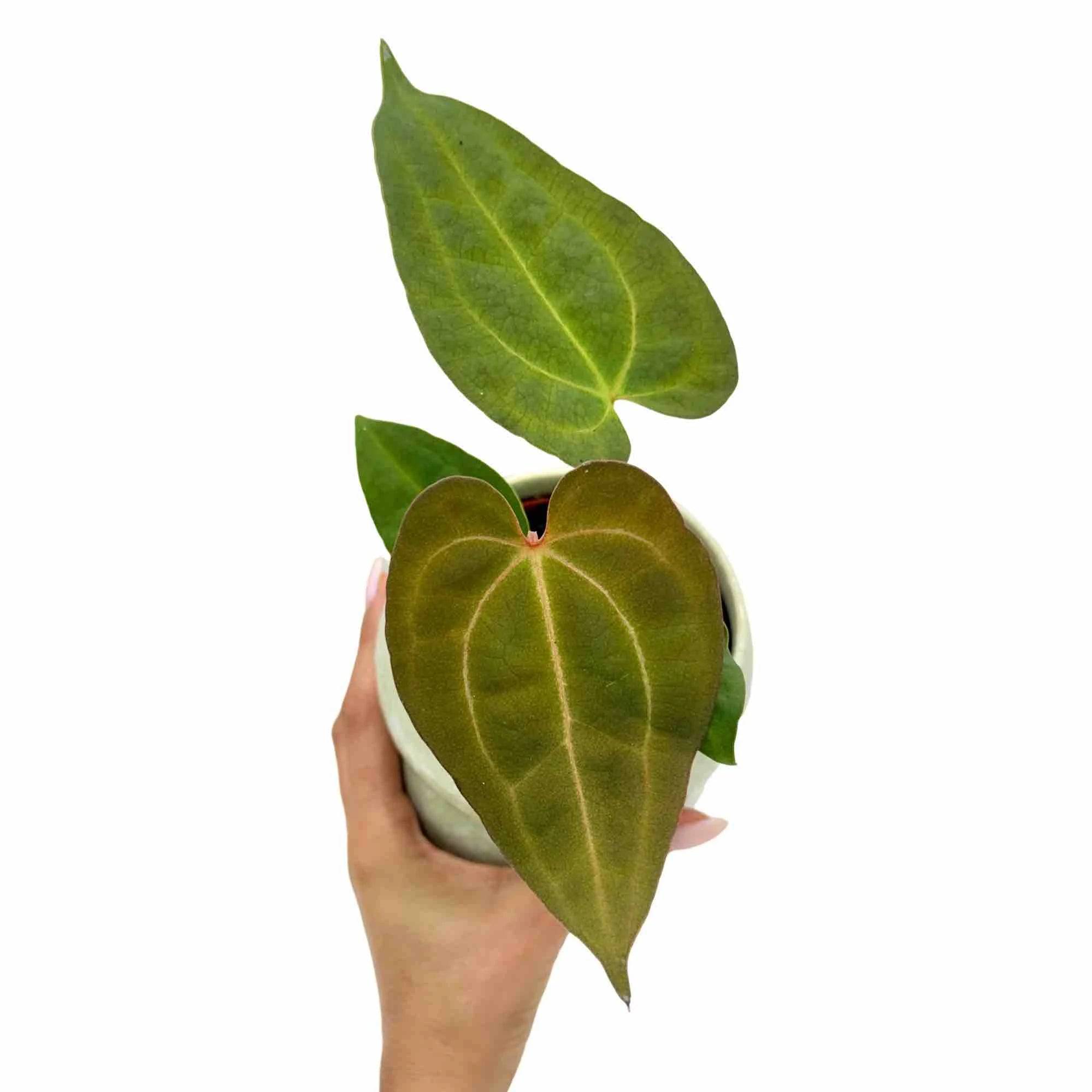Anthurium Dark mama x Ace of spade - Pot de 9cm - Plantes d'intérieur - Image 1