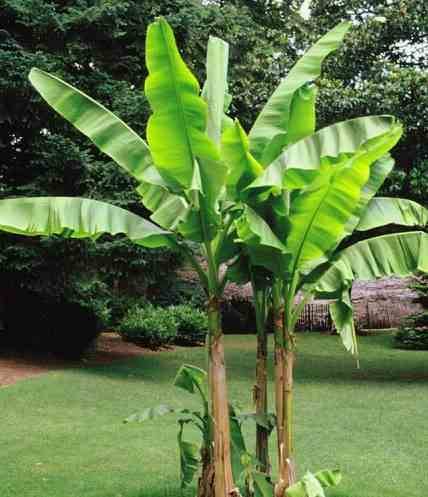 Sans Marque - Phoenix canariensis (dattier des canaris) Taille:Pot de 50L - 150/175cm - Image 3