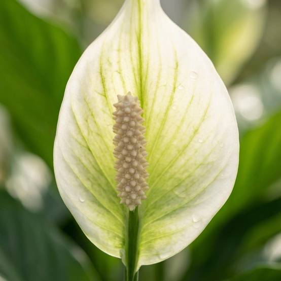Fleur de lune - Spathiphyllum - lot de 4 - Ø12cm - ↕40cm - Plantes d’intérieur - Image 3