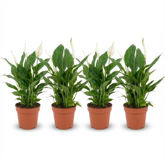 Fleur de lune - Spathiphyllum - lot de 4 - Ø12cm - ↕40cm - Plantes d’intérieur - Image 1