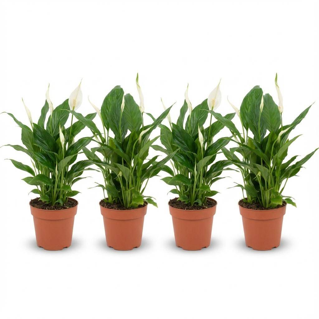 Fleur de lune - Spathiphyllum - lot de 4 - Ø12cm - ↕40cm - Plantes d’intérieur
