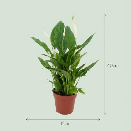 Fleur de lune - Spathiphyllum - lot de 4 - Ø12cm - ↕40cm - Plantes d’intérieur - Image 4
