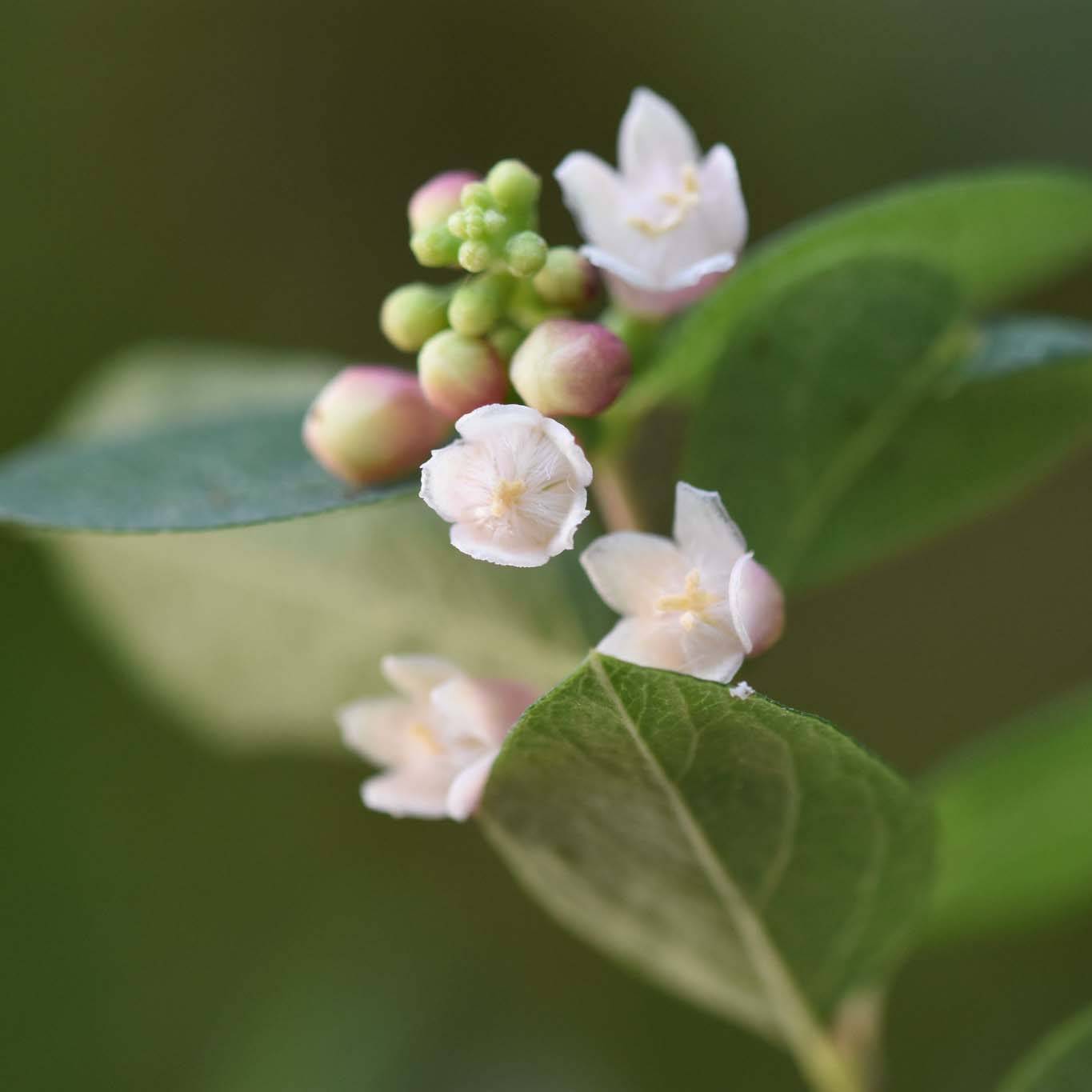 Promesse de Fleurs - Symphorine - Symphoricarpos x doorenbosii Magical Sweet Pot de 4L/5L - Image 1