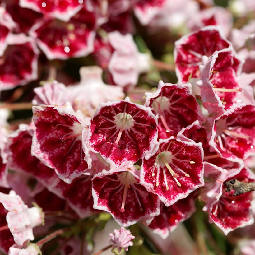 Promesse de Fleurs - Kalmia latifolia Pinwheel - Laurier des montagnes  Pot de 3L/4L