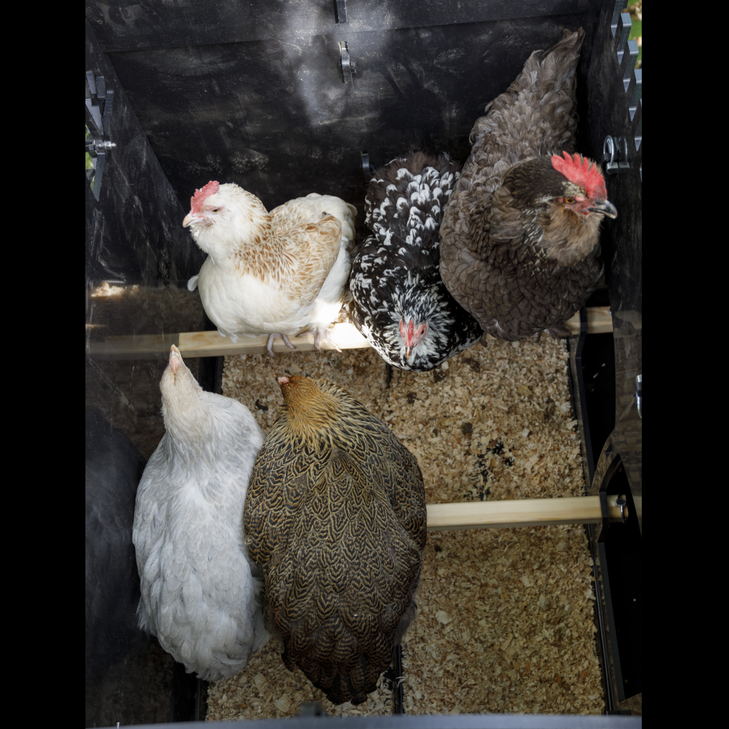 Poulailler Nestera The Penthouse Medium 5 poules - Plastique recyclé - garanti 25 ans - Image 6