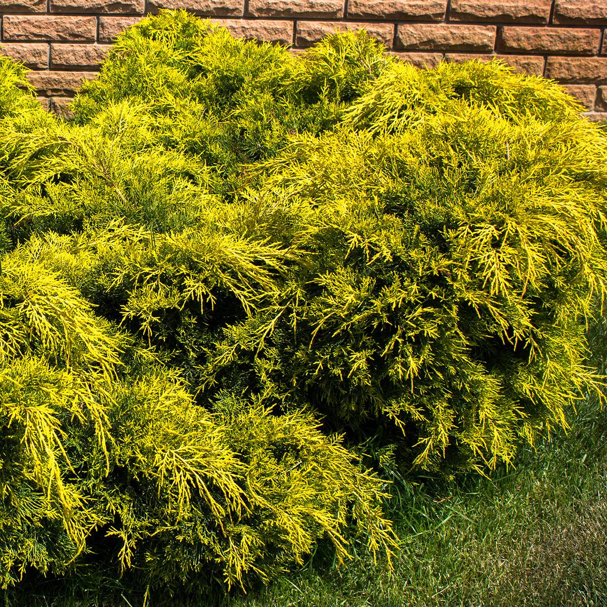Promesse de Fleurs - Genévrier - Juniperus pfitzeriana King Of Spring Pot de 2L/3L - Image 1