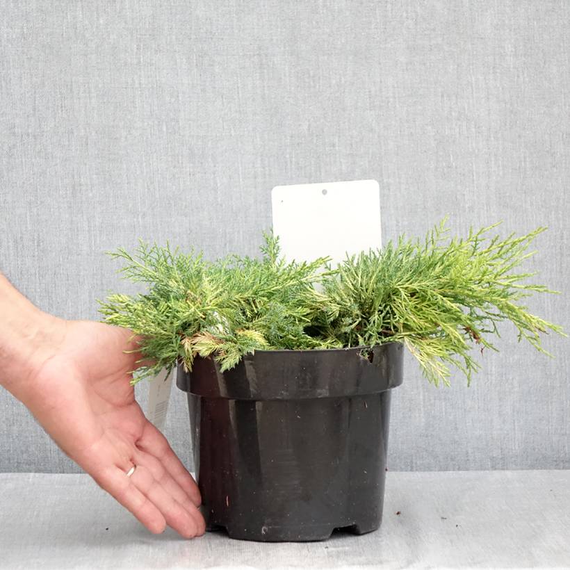 Promesse de Fleurs - Genévrier - Juniperus pfitzeriana King Of Spring Pot de 2L/3L - Image 2
