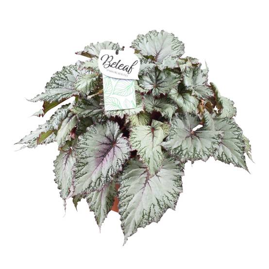 Begonia Beleaf 'Asian Tundra' 32cm - Plante d'intérieur- La Green Touch - Image 2