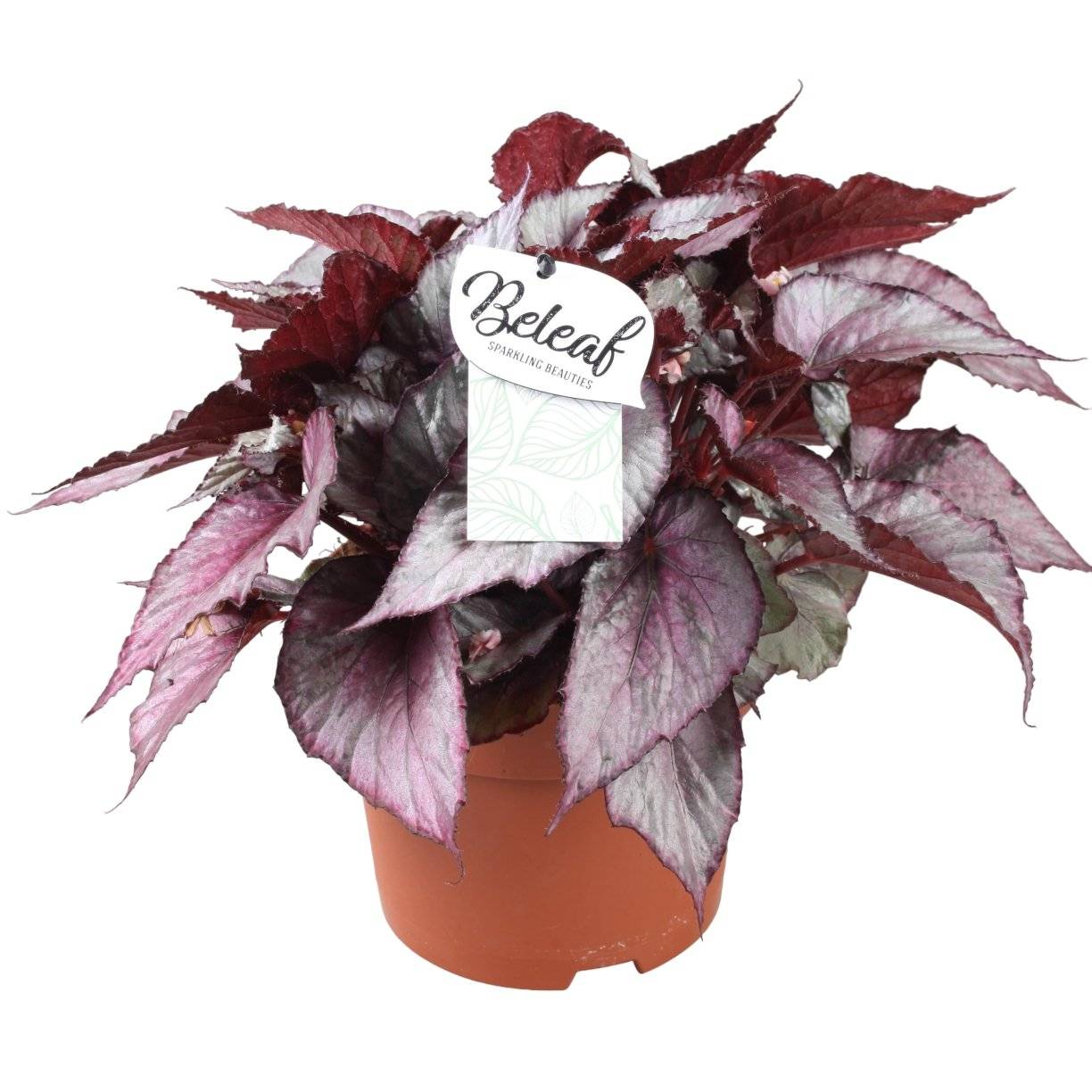 Begonia Beleaf 'Maori Haze' 32cm - Plante d'intérieur- La Green Touch - Image 2