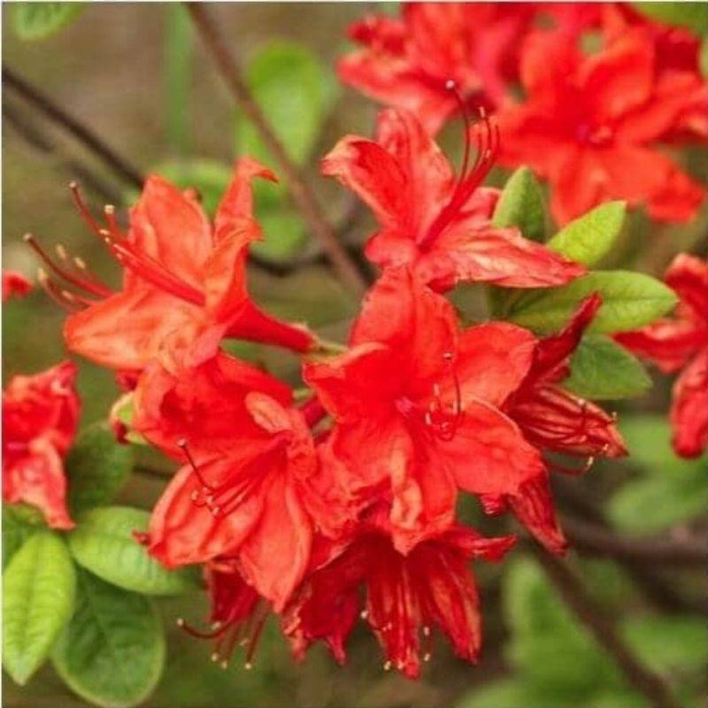 Rhododendron 'Hotspur Red' (Rhododendron 'Hotspur Red') - Godet 9cm - Pépinières Naudet - Image 1