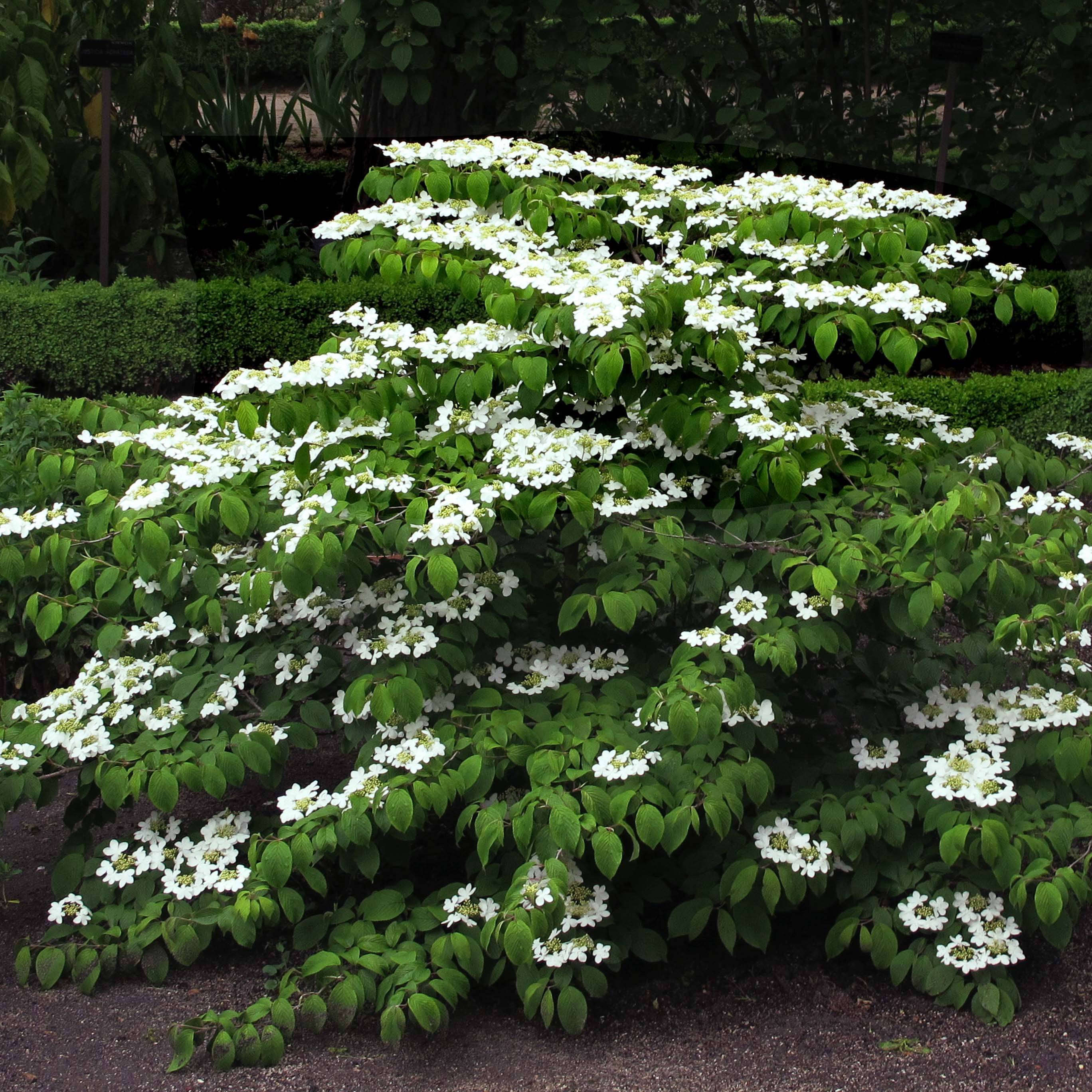 Promesse de Fleurs - Viorne de Chine - Viburnum plicatum Mariesii Pot de 12L/15L - Image 1