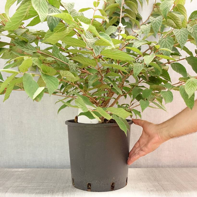 Promesse de Fleurs - Viorne de Chine - Viburnum plicatum Mariesii Pot de 12L/15L - Image 2