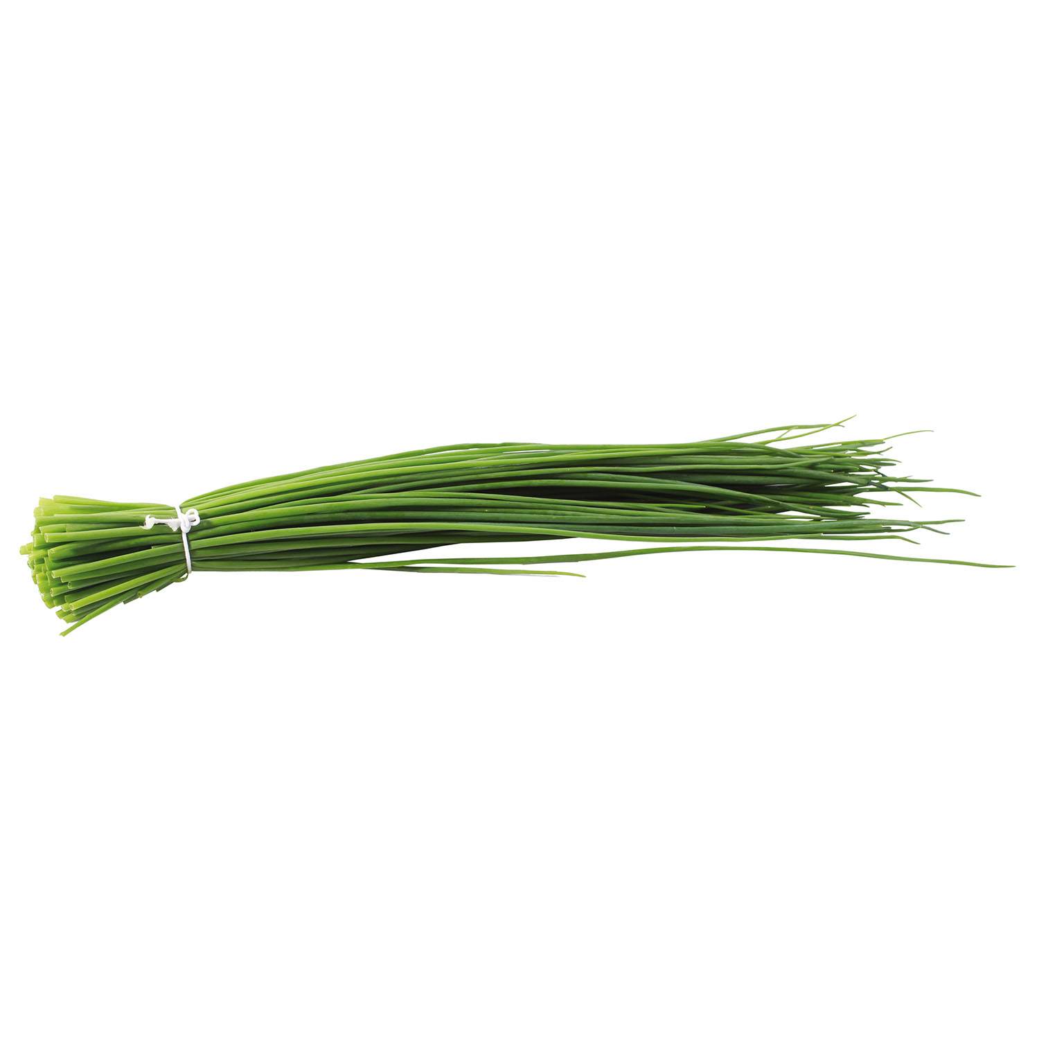 Ciboulette fine en plants Mini-motte Ø 3/4 cm, Livré en hauteur de 5 à 10 cm (par 5)