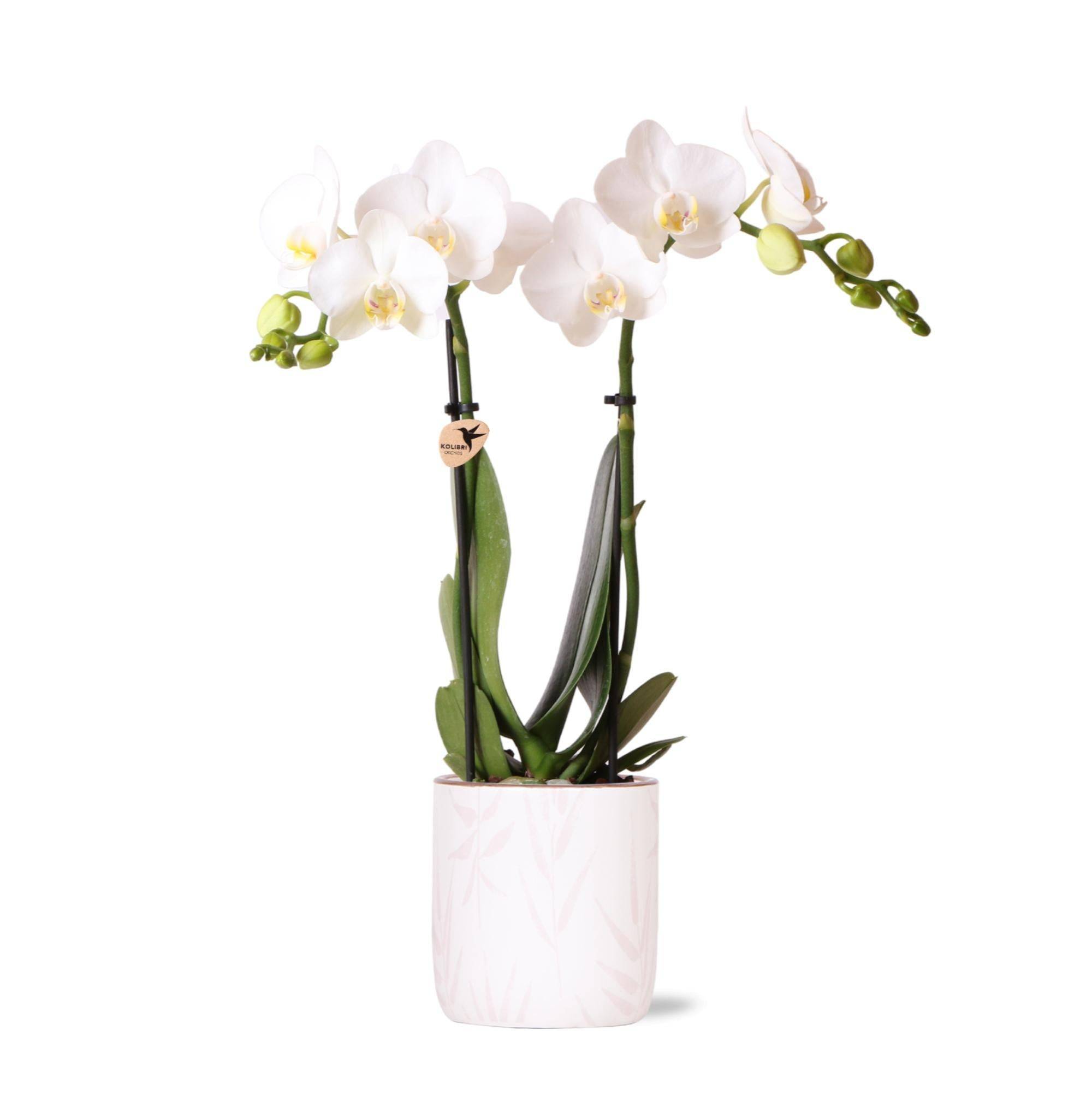 La Green Touch - Orchidée Amabilis Blanche et son pot- La Green Touch Rose - Hauteur 35cm - Image 1