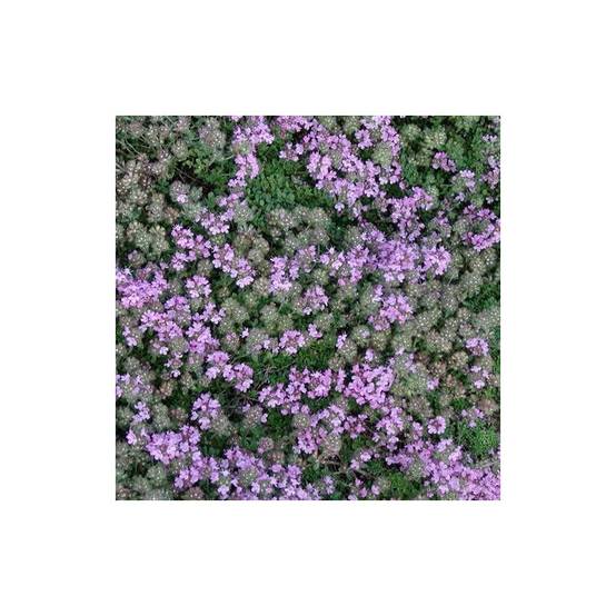Thym précoce Minor à fleurs Rose/ - feuillage Persistant - Lot de 3 godets - Image 1