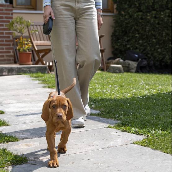 Ferplast - Ferplast Laisse Chien Enrouleur FLIPPY ONE, Laisse pour Chiens de Taille Moyenne jusqu'à 20 Kg. Cordon Extensible max 5 m. Bouton de verrouillage et - Image 3
