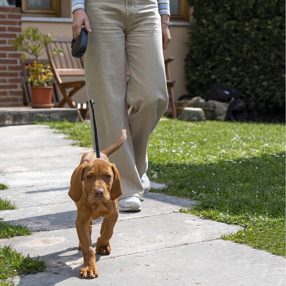 Ferplast - Ferplast Laisse Chien Enrouleur FLIPPY ONE, Laisse pour Chiens de Taille Moyenne jusqu'à 20 Kg. Cordon Extensible max 5 m. Bouton de verrouillage et - Image 3