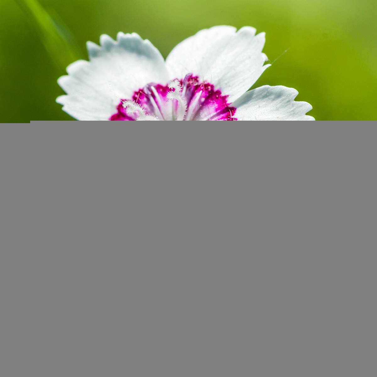 Promesse de Fleurs - Dianthus deltoides Arctic Fire - Oeillet à delta Godet de 8/9 cm