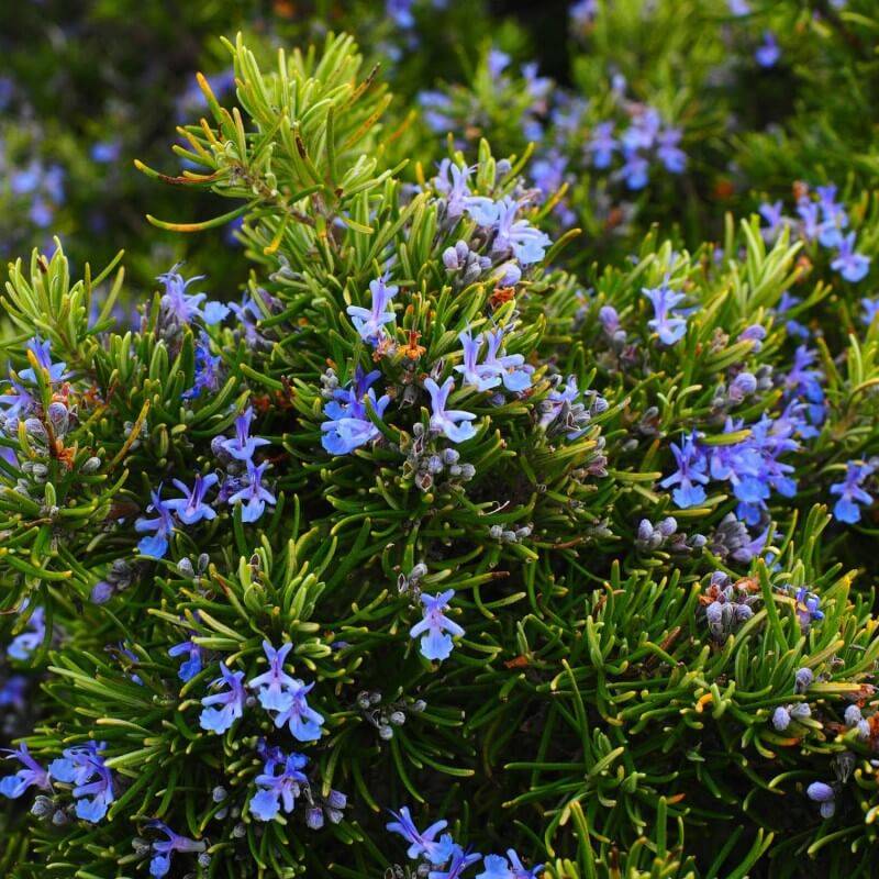 Romarin Commun de Corse (Rosmarinus Officinalis 'Corsican Blue') - Godet - Taille 13/25cm - Pépinières Naudet - Image 2