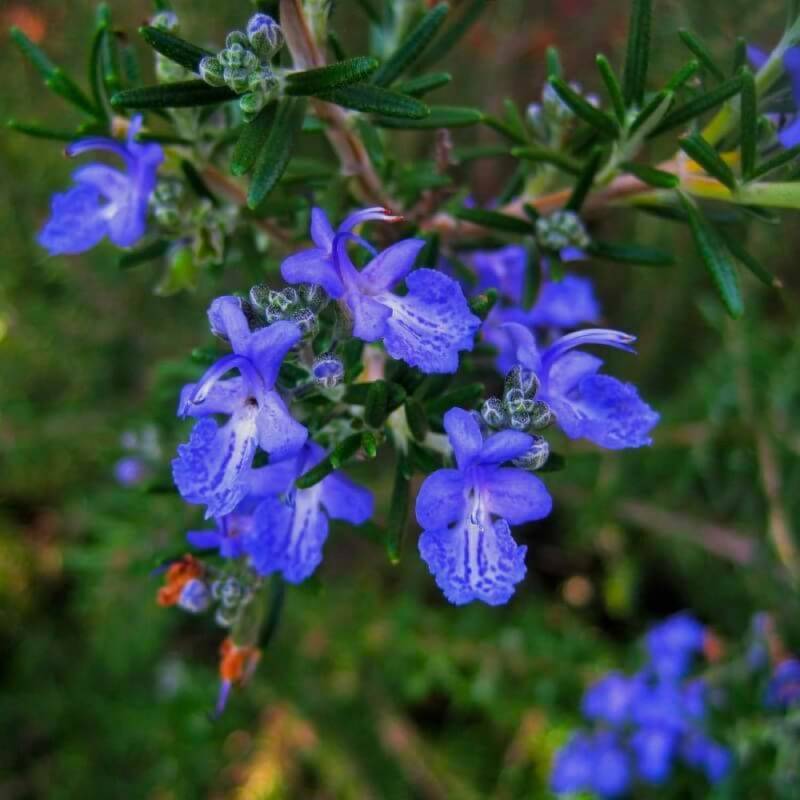 Romarin Commun de Corse (Rosmarinus Officinalis 'Corsican Blue') - Godet - Taille 13/25cm - Pépinières Naudet