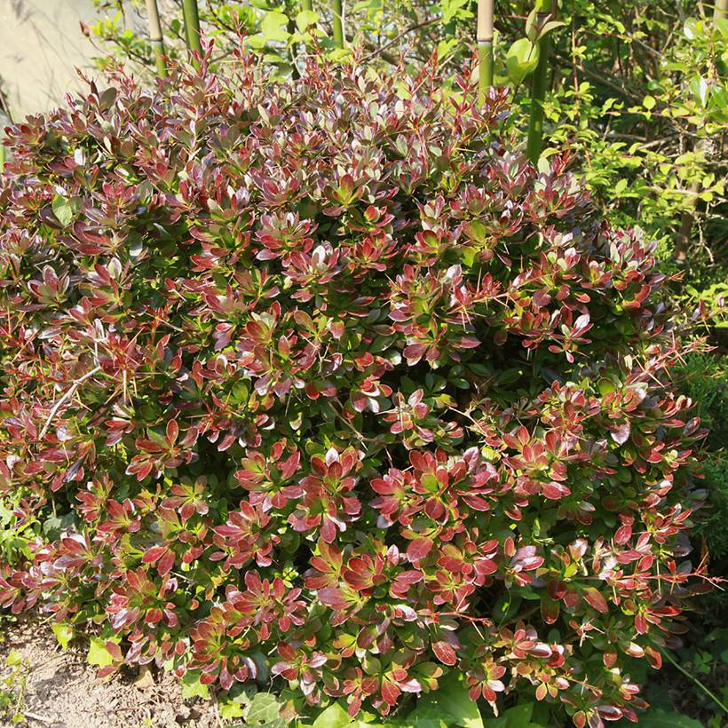 Berberis media Red Jewel - Epine-vinette Pot de 3L/4L - Image 1