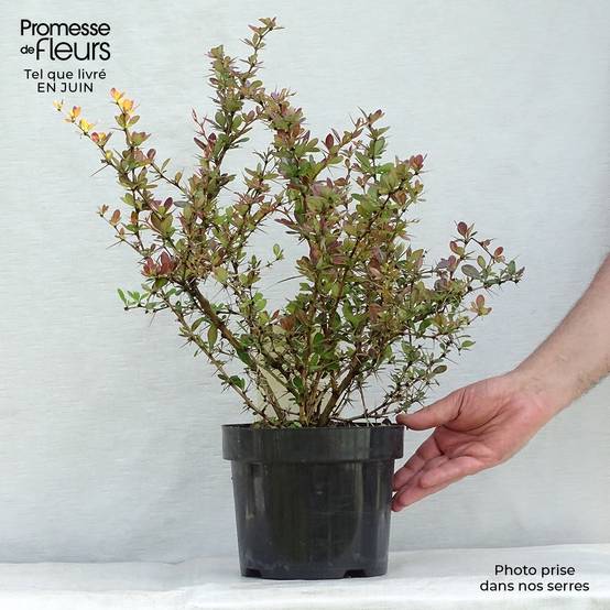 Berberis media Red Jewel - Epine-vinette Pot de 3L/4L - Image 2