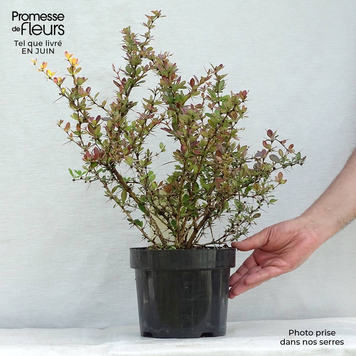 Berberis media Red Jewel - Epine-vinette Pot de 3L/4L - Image 2