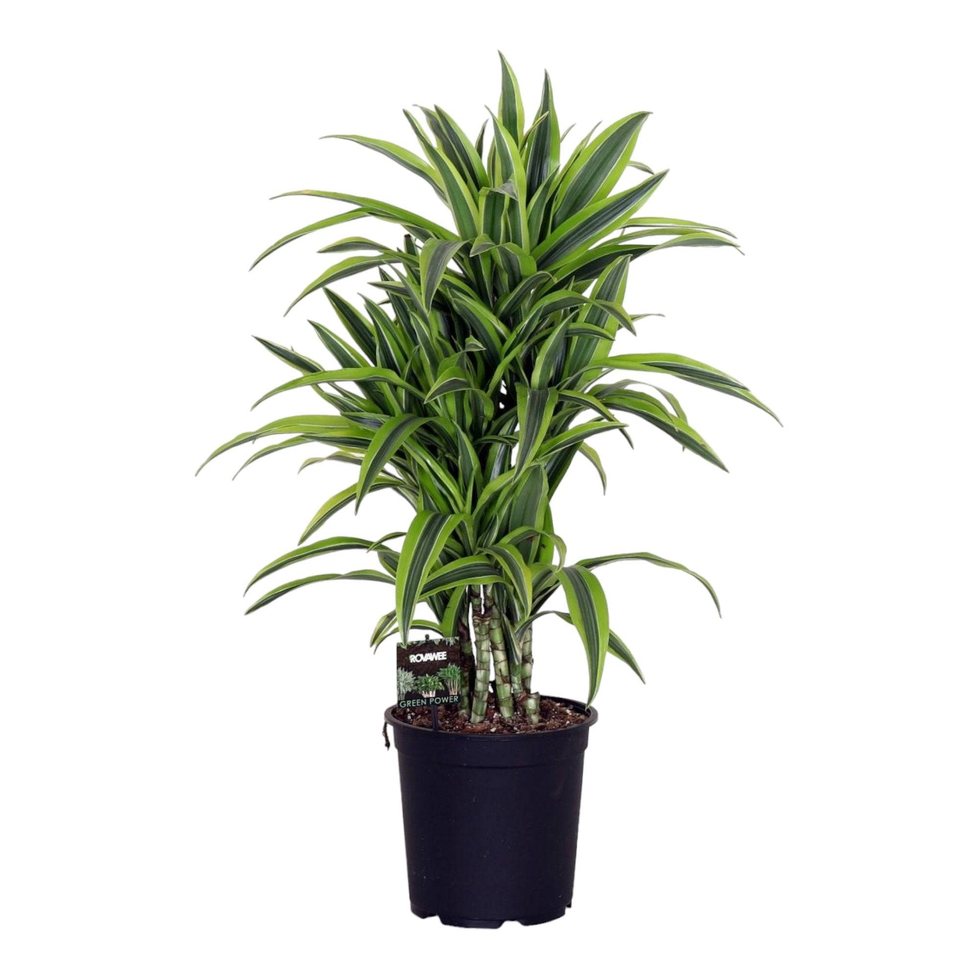 La Green Touch - Dracaena 'Lemon Lime' 100cm - Plante d'intérieur- La Green Touch - Image 2