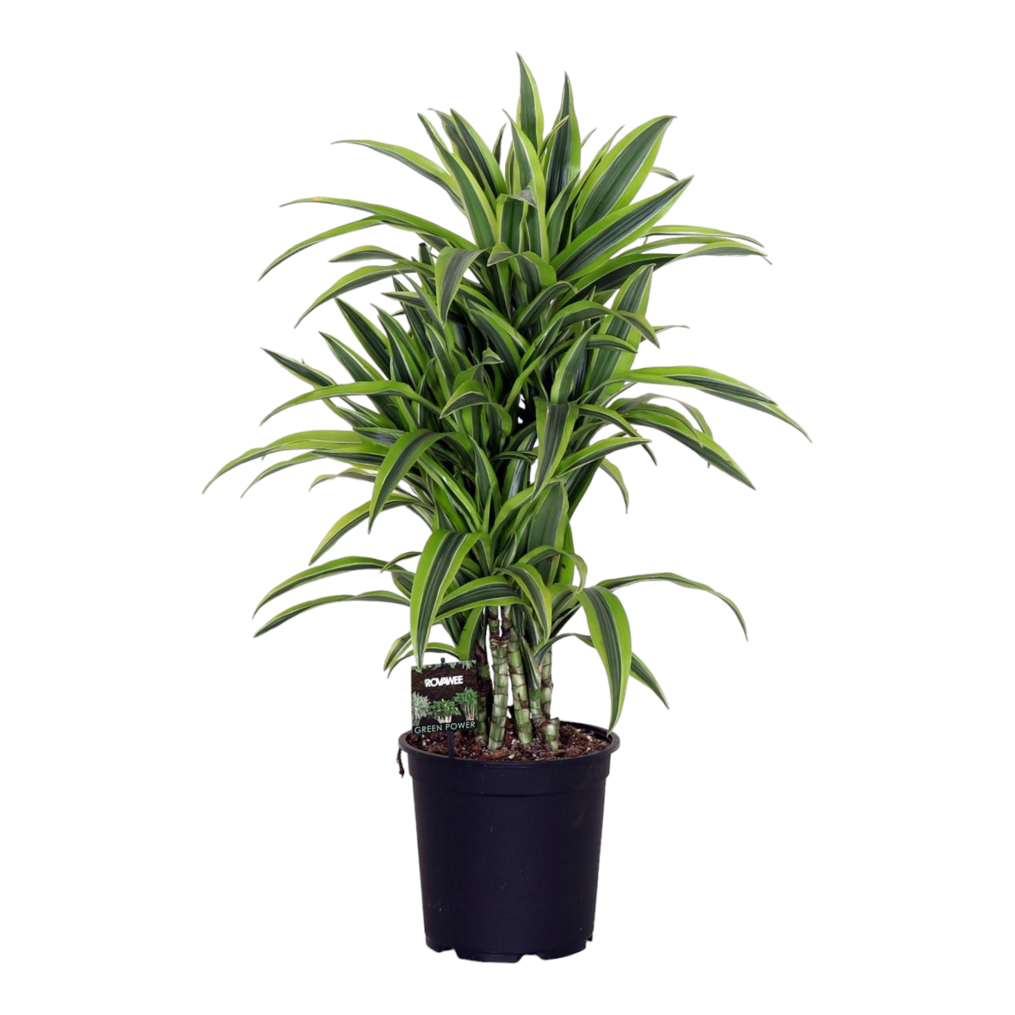 La Green Touch - Dracaena 'Lemon Lime' 100cm - Plante d'intérieur- La Green Touch - Image 1